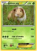 guinea pig