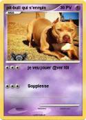 pit-bull qui