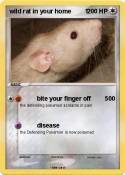 wild rat in