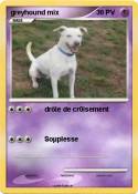greyhound mix