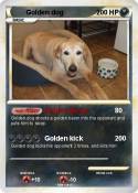Golden dog