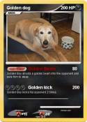 Golden dog