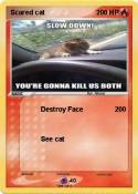 Scared cat