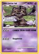 cairn terrier