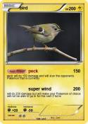 bird