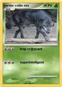 border collie