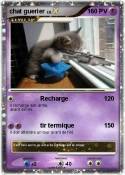 chat guerier