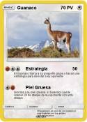 Guanaco