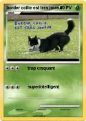 border collie