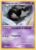 chat buzz sur