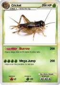 Cricket