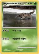 berger malinois