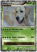 spottycard