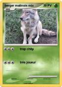 berger malinois