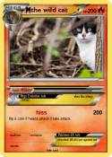 the wild cat