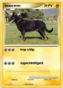 beauceron