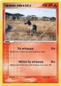 random zebra