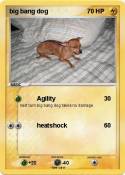 big bang dog