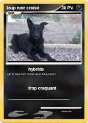 loup noir crois