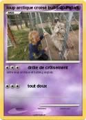 loup arctique