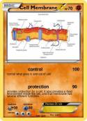 Cell Membrane