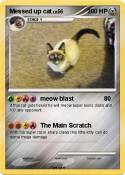Messed up cat