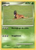 malinois