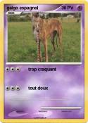 galgo espagnol