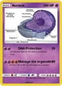 Nucleus