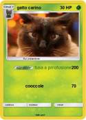 gatto carino