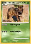 border collie