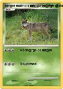 berger malinois