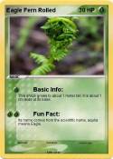 Eagle Fern Roll