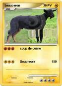 beauceron