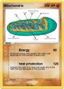 Mitochondria