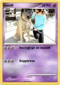 mastiff