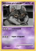 spitz-loup gris