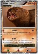 Fisher Cat