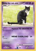 Cindy the cat