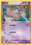 bird cat