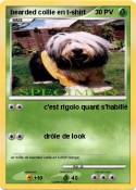 bearded collie