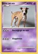 boxer lab mix
