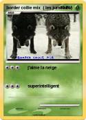 border collie