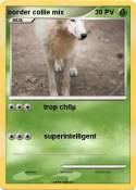 border collie