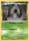 bearded collie