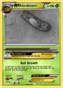 Rhizobium