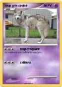 loup gris crois