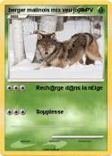 berger malinois