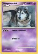 loup gris crois