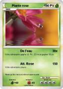 Plante rose